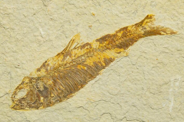 Detailed Fossil Fish (Knightia) - Wyoming #329721